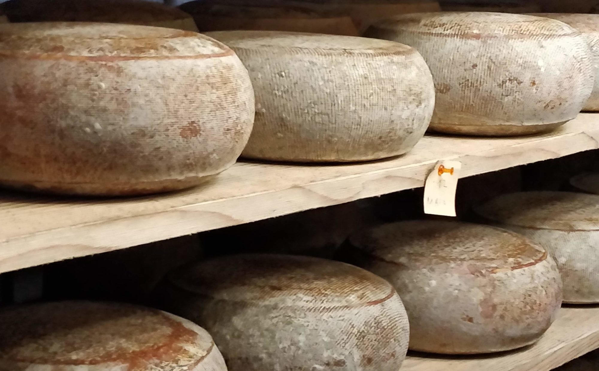 10 PDO Portuguese cheeses_featured cover photo 10 PDO Portuguese cheeses
